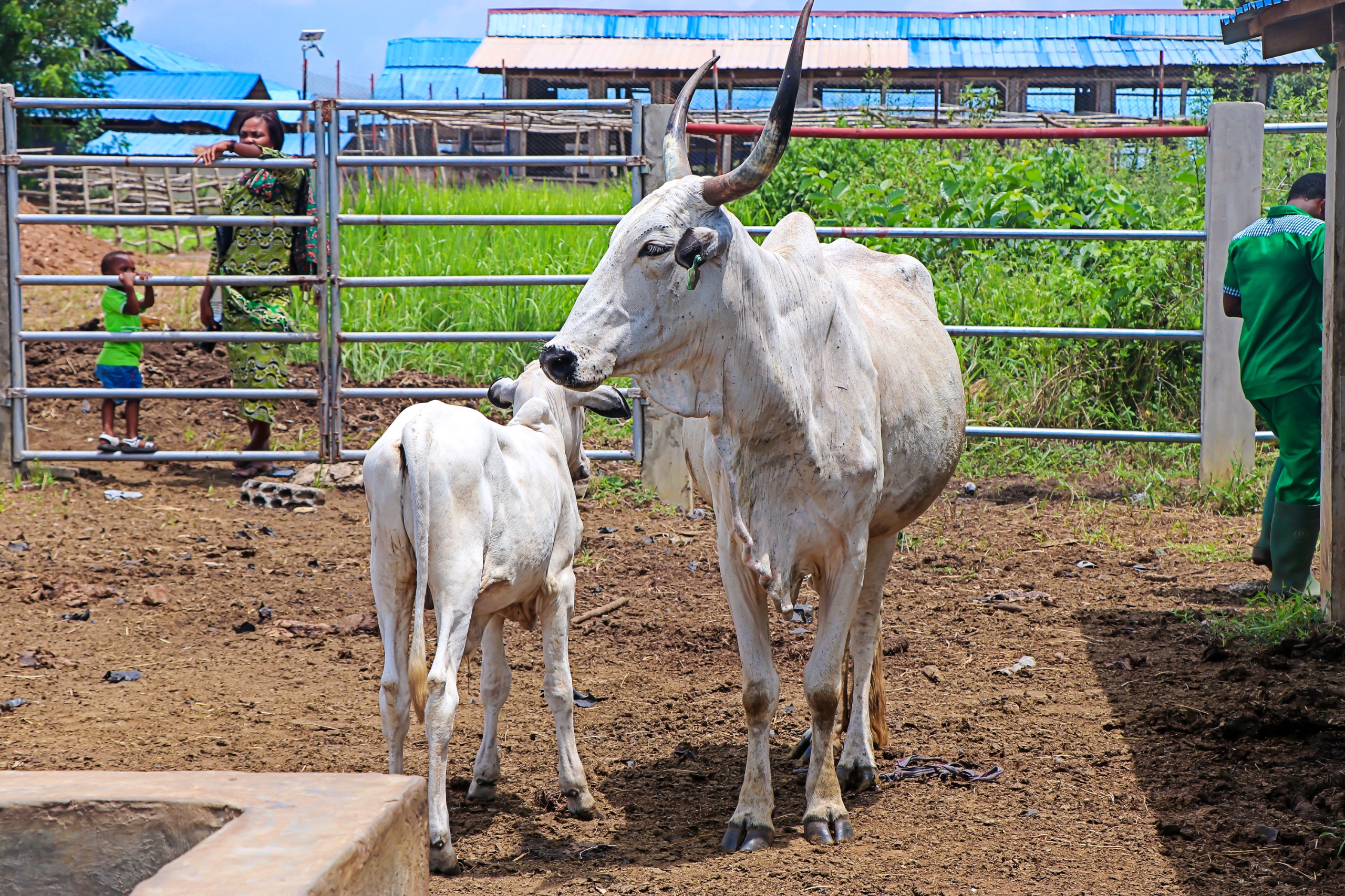Sortie éducative et récréative : Visite de la ferme animale et agricole de LILIKOPÉ — Photo 5