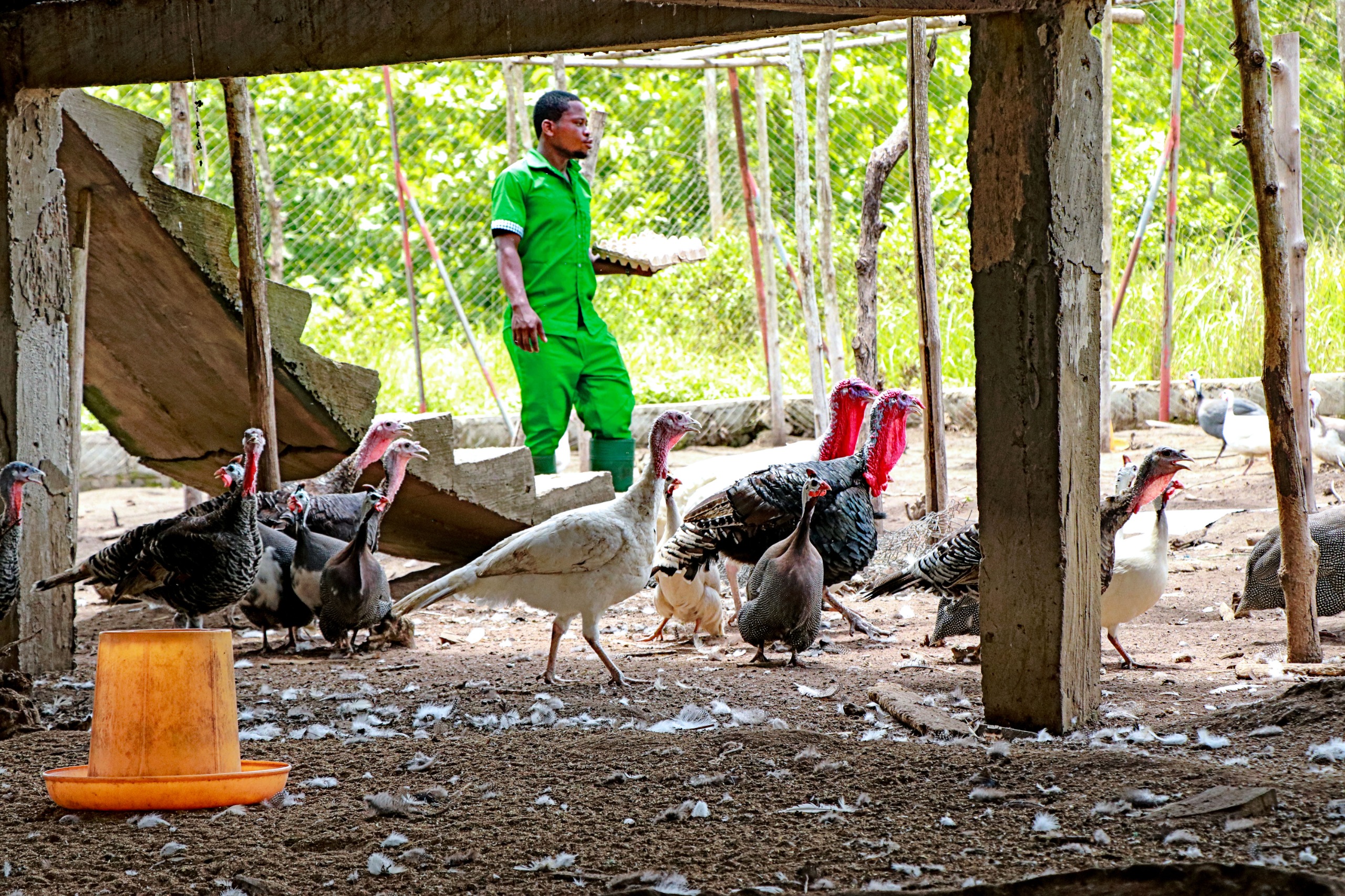 Sortie éducative et récréative : Visite de la ferme animale et agricole de LILIKOPÉ — Photo 12